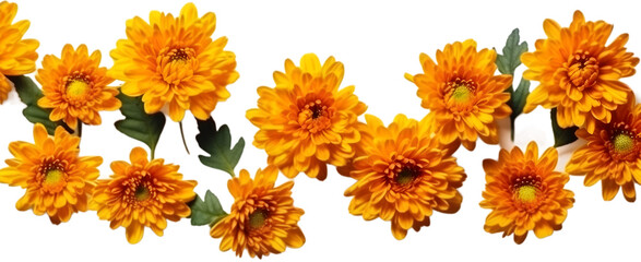 Fototapeta premium Set of bright orange chrysanthemums isolated on transparent bachground. flower pattern design. top view, flat lay