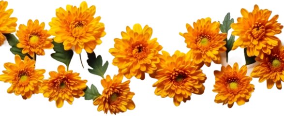 Set of bright orange chrysanthemums isolated on transparent bachground. flower pattern design. top view, flat lay