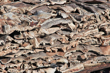 Dry fish in the village on Casamance river, Ziguinchor Region, Senegal, West Africa