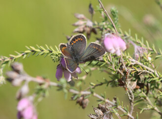 Argus-Bläuling - Silver-studded blue