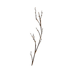 Hand drawn colorful twig with buds sketch style, vector illustration