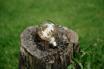 Concept eco. Lightbulb on green grass with sunset and green background.