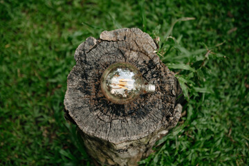 Concept eco. Lightbulb on green grass with sunset and green background.