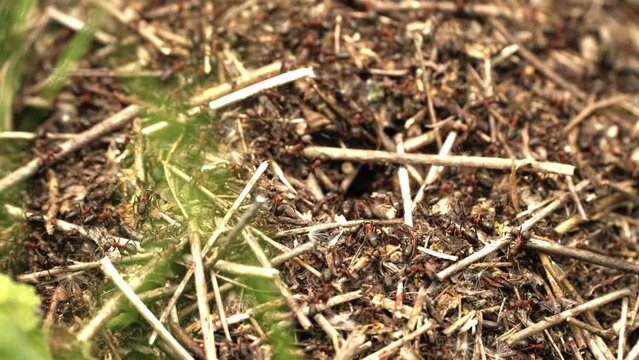 A big anthill with lots of ants