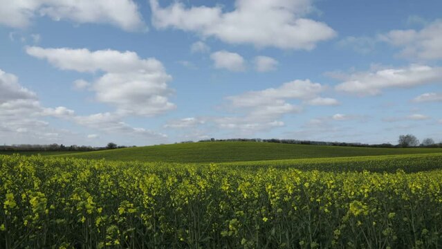 Time-lapse photography, clouds drifting over rape field, Lindau, Schlei, Schleswig-Holstein, Germany, Europe