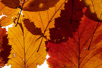 autumn leaves