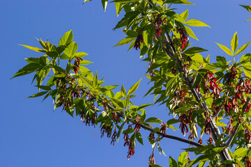 A close-up of the reddish-pink ripening fruits of the maple