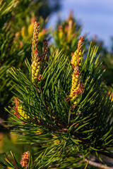 sylvestris Scotch European red pine Scots or Baltic pine. closeup macro selective focus branch with cones flowers and pollen over out of focus background with copyspace