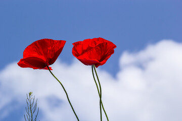 Papaver rhoeas or common poppy, red poppy is an annual herbaceous flowering plant in the poppy family, Papaveraceae, with red petals
