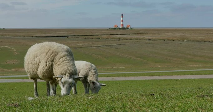 Ewes and lambs grazing in front of Westerhever lighthouse, North Sea coast, Schleswig-Holstein, Germany, Europe