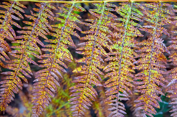 A close-up of a withered, yellowed fern leaf