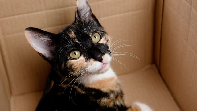 Sad rescued abandoned calico kitten with tortoiseshell fur in a cardboard box close up. Homeless beautiful multicolored young cat