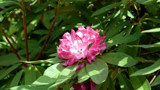 Pink beautiful Catawba rosebay flowers with green foliage. Rhododendron catawbiense plant in full bloom