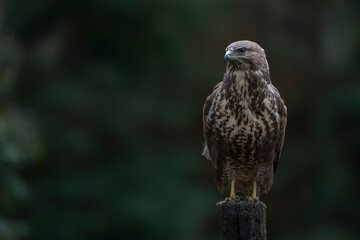  A beautiful Common Buzzard (Buteo buteo) sitting on a branch post at a pasture looking for prey. Noord Brabant in the Netherlands. Dark background.                                                    