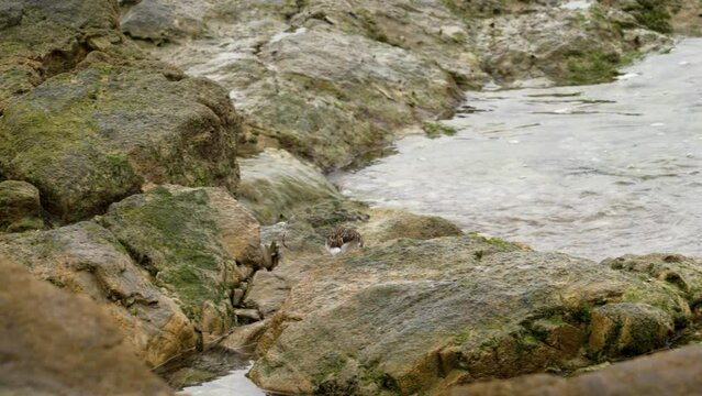 Ruddy turnstone (Arenaria interpres) bird in ocean reef rocks with sea surf waves