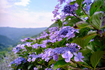 Obraz premium 斜面に咲く紫陽花の花