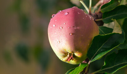 Ripe apples on a tree in raindrops. Close-up