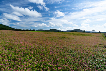Fototapeta na wymiar pink buckwheat flowers and blue sky