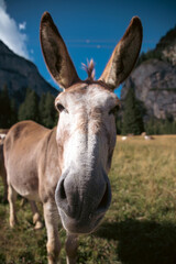 Fototapeta na wymiar A donkey in the wonderful landscape of the Dolomites mountains, South Tyrol, Italy