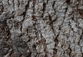 Bark of a tree. Textured or surface.