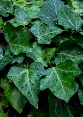 Vertical photo of a group of vines or ivies with raindrops on them.