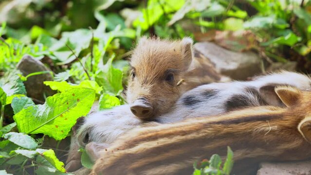 Group Mini Pigs or Pygmy Piglets Lying Together in a Grass, Get Scared and Run Away - close-up