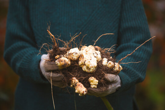 Freshly dug topinambur tubers held in hands