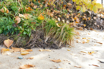 Fallen leaves on the sand in the park. Autumn background.