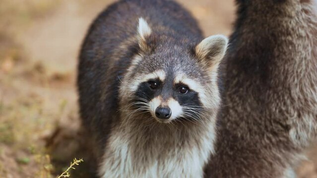 Guadeloupe Raccoon (Procyon lotor minor) Face Waiting Food in Farm - close-up in slow motion