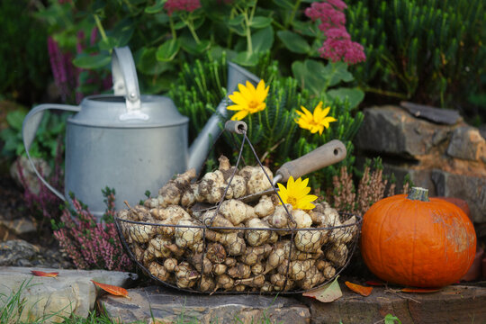 Freshly dug topinambur tubers in a basket
