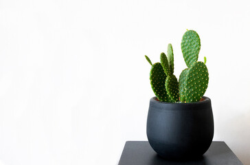 Rabbit ear cactus. Rabbit ear cactus in a black pot isolated on white background. Copy space for the text.