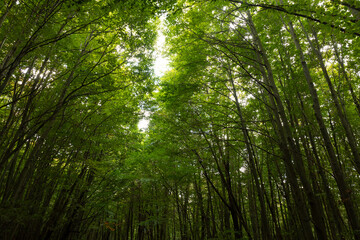 Forest view. Carbon net-zero concept background photo