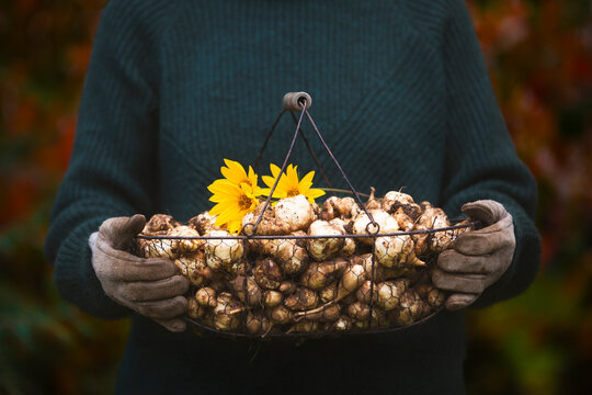Freshly dug topinambur tubers in a basket held in hands