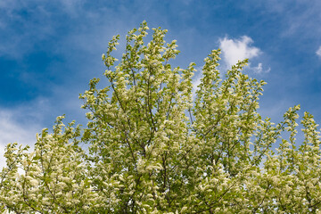 Blooming bird cherry tree