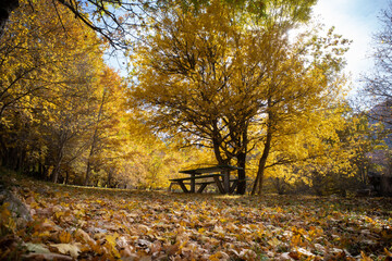 Fototapeta premium Wood of S. Antonio (Pescocostanzo Abruzzo)