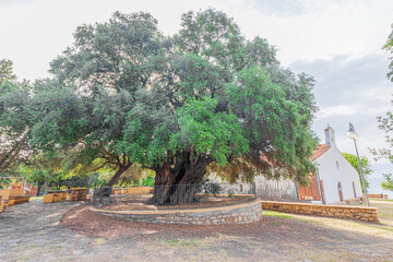 Millennial wild olive tree in the hamlet of Santa Maria Navarrese. Sardinia, Italy