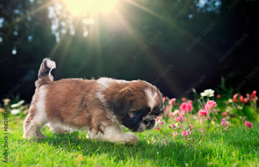 Sticker puppy shih tzu in studio