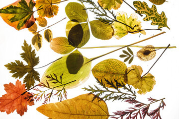 dry green leaves on the white