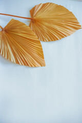 Tropical dry palm leaf on white background. dry palm leaves for interior decoration. Flat lay, Top view with copy space.