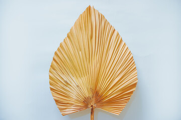 Tropical dry palm leaf on white background. dry palm leaves for interior decoration. Flat lay, Top view with copy space.