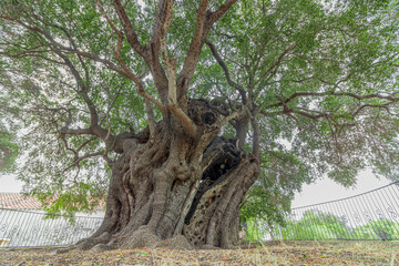 Millennial wild olive tree in the hamlet of Santa Maria Navarrese. Sardinia, Italy