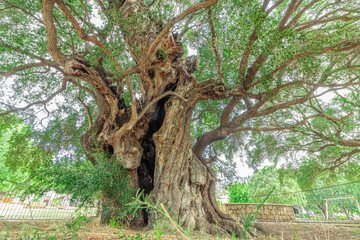 Millennial wild olive tree in the hamlet of Santa Maria Navarrese. Sardinia, Italy