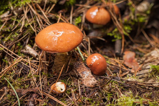 Edible mushroom Suillus luteus grows among the moss.. Close-up