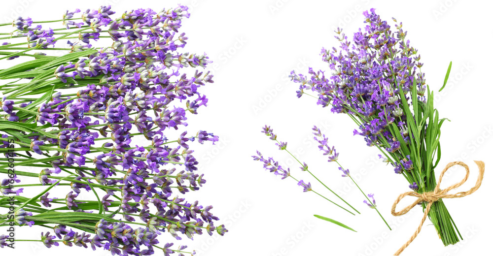 Wall mural lavender flowers isolated on white background. bunch of lavender flowers.