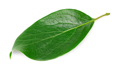 leaves of persimmons isolated on white background. clipping path