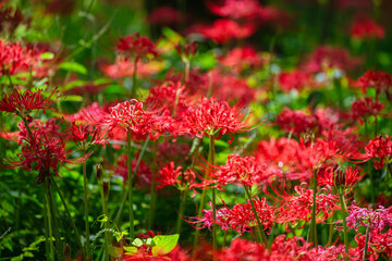 赤い曼珠沙華の花
