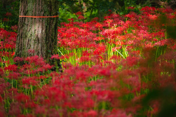 赤い曼珠沙華の花