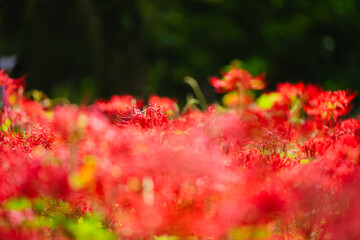 赤い曼珠沙華の花
