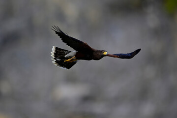 Wüstenbussard // Harris’s Hawk (Parabuteo unicinctus) 