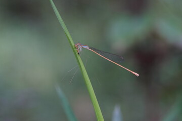 Dragonflies found in the forest.